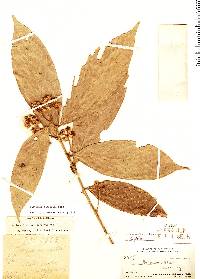 Image of Nectandra canescens