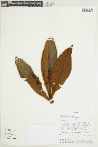 Ocotea calophylla image