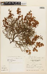 Image of Mimosa bifurca
