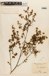 Image of Mimosa bonplandii