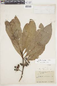 Ocotea longifolia image