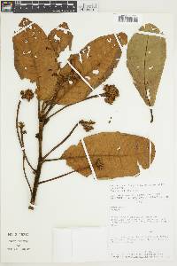 Image of Persea bullata