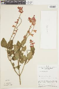 Image of Salvia rubrifaux