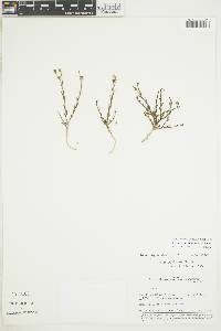 Image of Linum oligophyllum