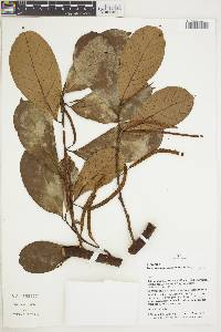 Batocarpus amazonicus image