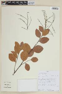 Licania parvifolia image