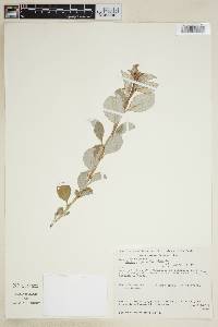 Croton oliganthus image