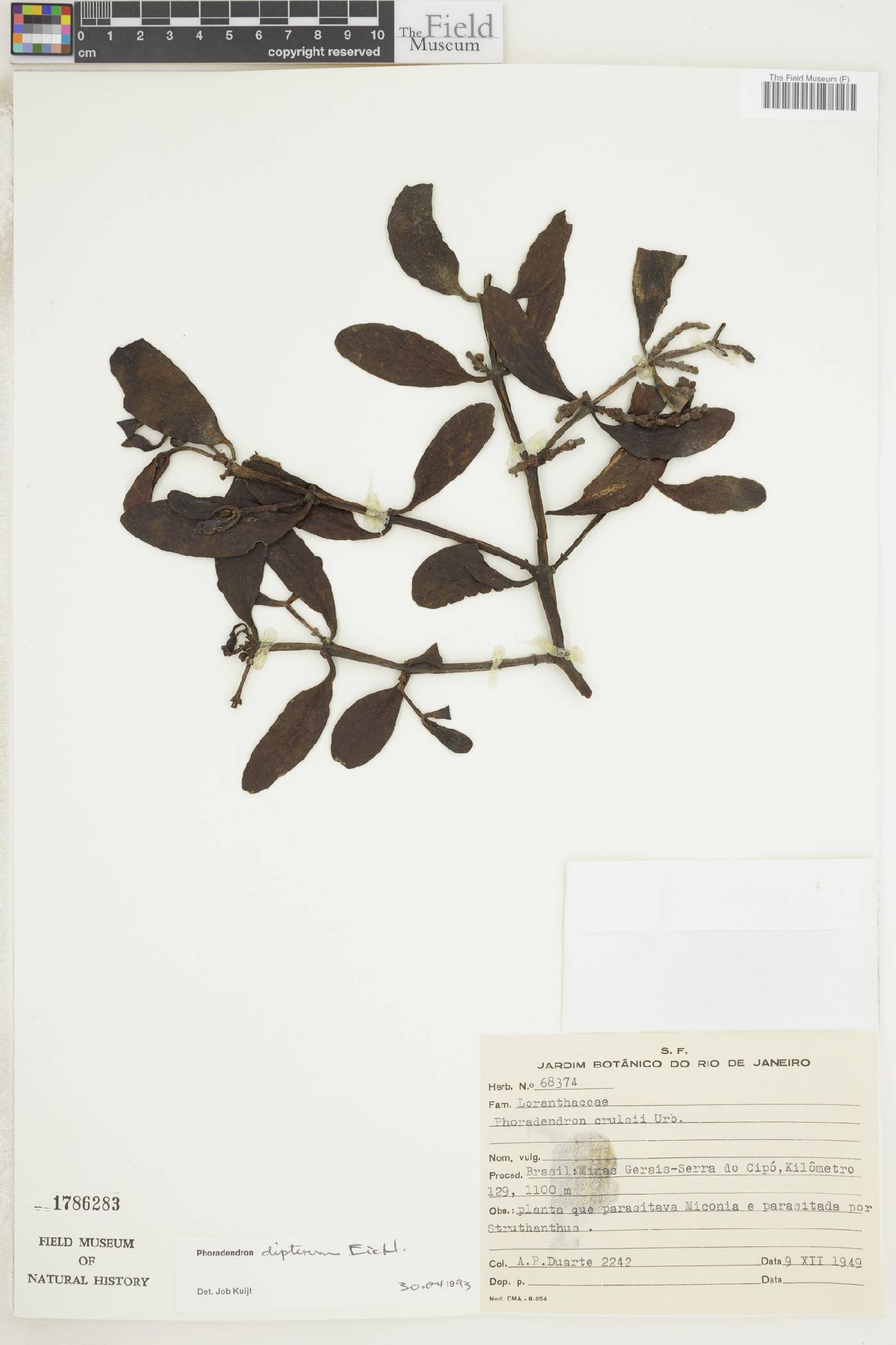 Phoradendron dipterum image