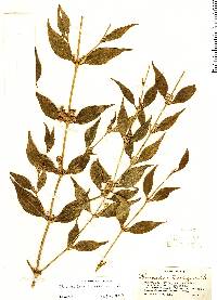 Image of Phoradendron laxiflorum