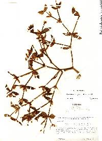 Phoradendron strongyloclados image