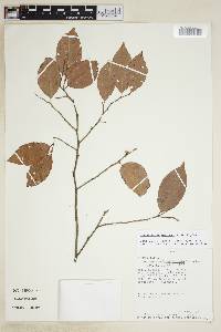 Image of Discocarpus gentryi