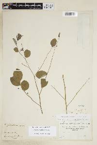 Phyllanthus anisolobus image