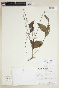 Image of Phyllanthus attenuatus