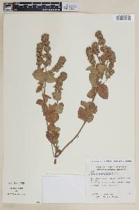 Image of Cantinoa carpinifolia