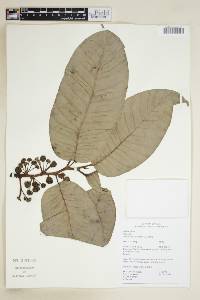 Maquira sclerophylla image