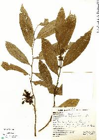 Guatteria australis image
