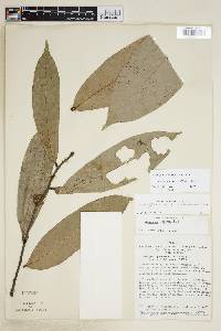 Unonopsis veneficiorum image