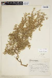 Frankenia chubutensis image