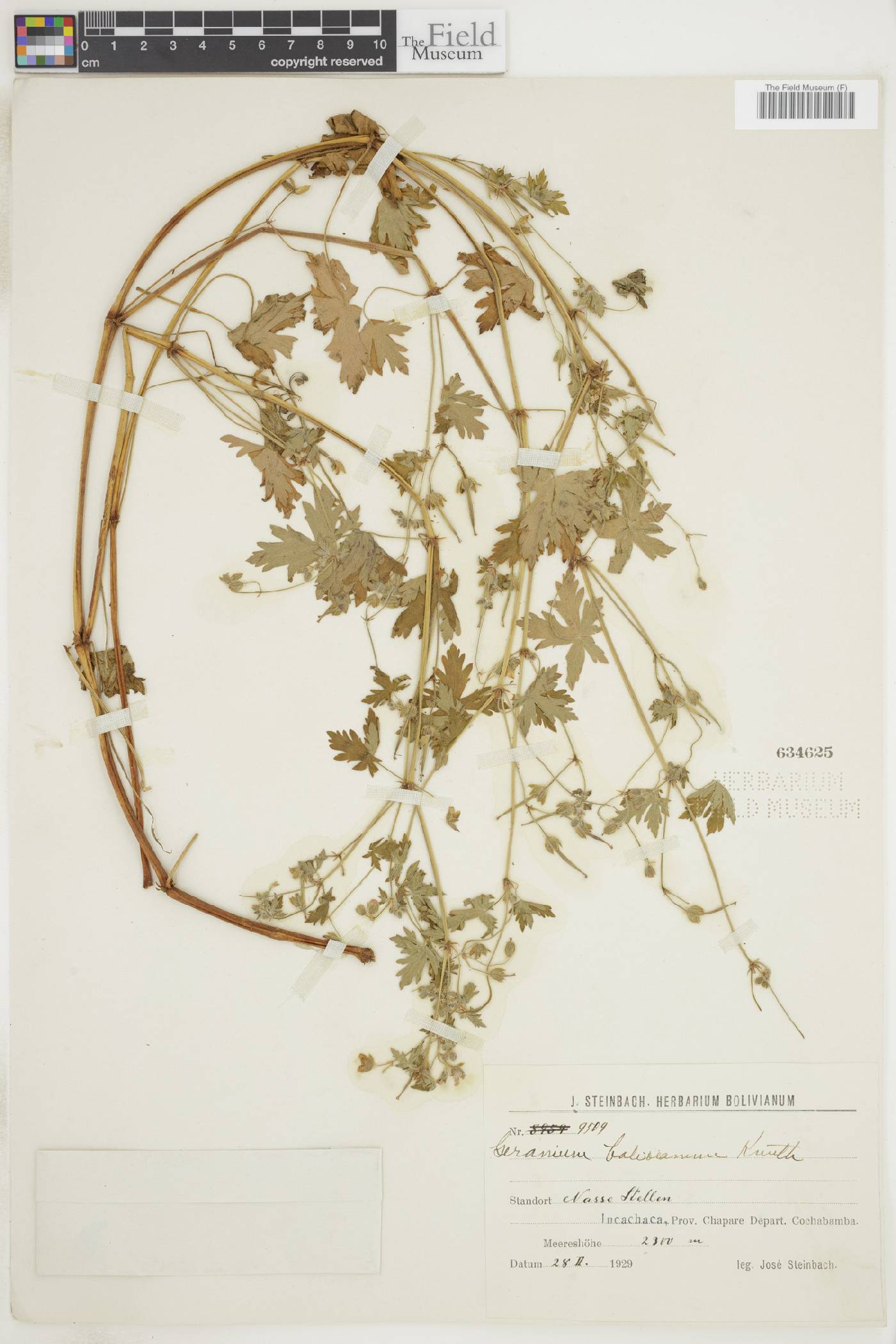 Geranium bolivianum image
