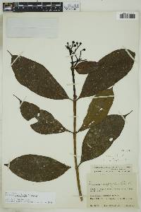 Faramea calophylla image