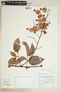Serjania grandifolia image