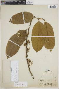 Discophora guianensis image