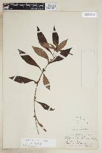 Hoffmannia pallida image