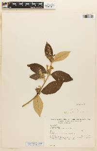 Sabicea amazonensis image