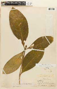 Eumachia podocephala image
