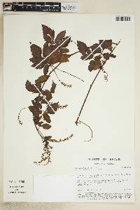Serjania fuscifolia image