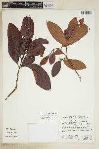 Pouteria ramiflora image