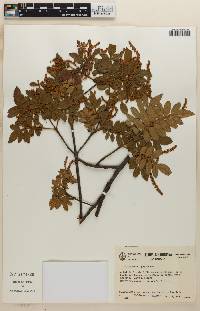 Weinmannia pubescens image