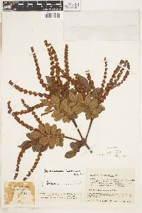Weinmannia pubescens image