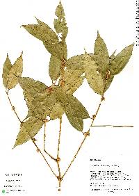 Image of Eugenia dittocrepis