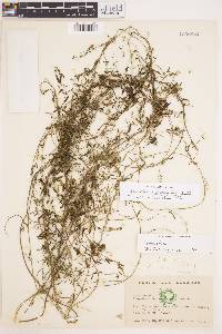 Image of Cynanchum microphyllum