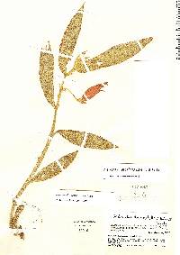 Columnea dictyophylla image