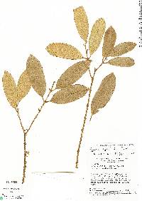 Salacia elliptica image