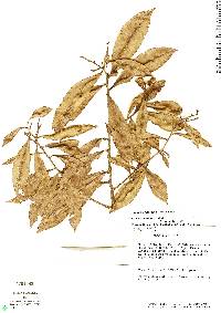Image of Roucheria laxiflora