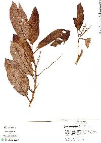 Otoba parvifolia image