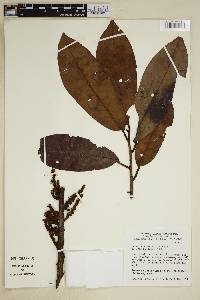 Iryanthera lancifolia image