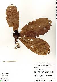 Image of Duroia longiflora