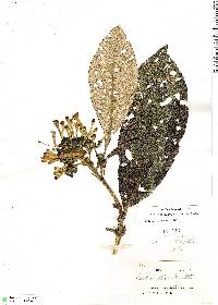 Isertia reticulata image