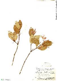 Image of Retiniphyllum laxiflorum