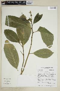 Image of Burmeistera lutosa