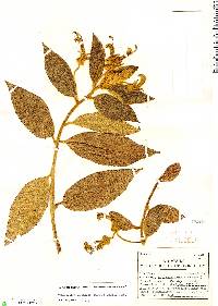 Image of Centropogon erianthus