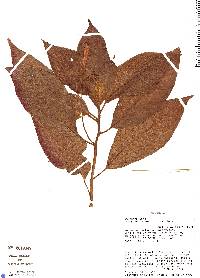 Centropogon tenuifolius image