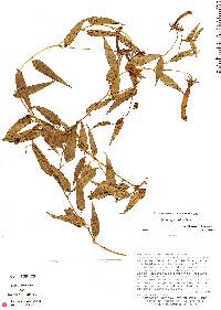 Siphocampylus andinus image