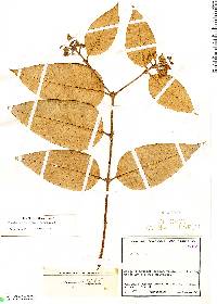 Image of Vismia confertiflora