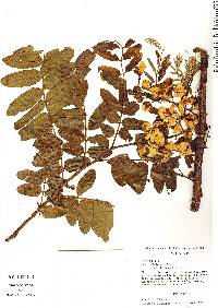 Cassia leiandra image