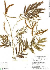 Image of Piptadenia gonoacantha